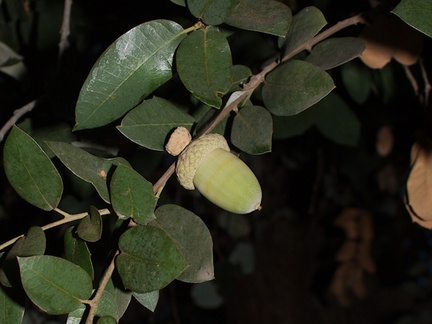 Quercus-chrysolepis-canyon-oak-Rancho-Santa-Ana-Bot-Gard-2013-11-09-IMG 9863