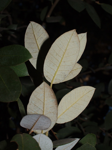 Quercus-chrysolepis-canyon-oak-Rancho-Santa-Ana-Bot-Gard-2013-11-09-IMG_9867.jpg