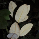 Quercus-chrysolepis-canyon-oak-Rancho-Santa-Ana-Bot-Gard-2013-11-09-IMG 9867