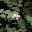 Symphoricarpos-x-doorenbosii-magic-berry-snowberry-Rancho-Santa-Ana-Bot-Gard-2013-11-09-IMG 9859