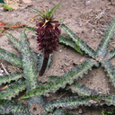 Amaryllidaceae-indet-S-Africa-W-Cape-Strybing-2008-08-06-IMG 1090