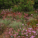 Clarkia-sp-farewell-to-spring-meadows-Strybing-2008-08-06-IMG 1124