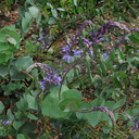 Derwentia-perfoliata-2008-08-06-IMG 1039