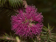 Myrtaceae-indet-purple-shrub-outside-Strybing-2009-05-22-CRW 8193