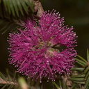 Myrtaceae-indet-purple-shrub-outside-Strybing-2009-05-22-CRW 8193