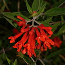 bouvardia-ternifolia-mexico-1-2006-07-01