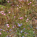 eriogonum-pink-and-blue-flower-indet-2006-07-01