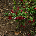 mimulus-red-strybing-2006-07-01