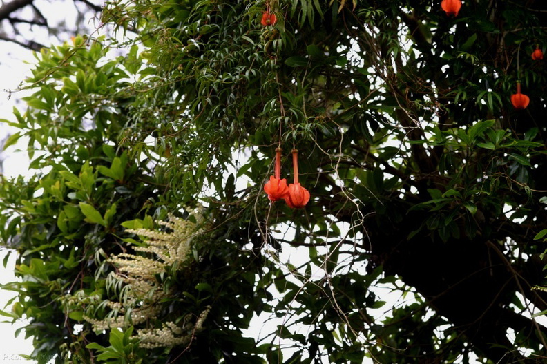 passiflora-parritae-1-2006-06-27.jpg