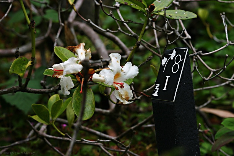 rhododendron-macgregoriae-PNG-1-2007-05-27.jpg
