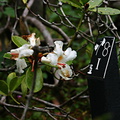 rhododendron-macgregoriae-PNG-1-2007-05-27