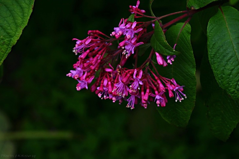 strybing-indet-purple-fl-shrub-1-2007-05-27.jpg
