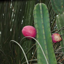 Cereus-peruvianus-apple-cactus-UC-Riverside-Bot-Gard-2012-08-17-IMG 2662