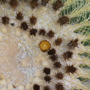 Echinocactus-grusonii-developing-spines-UC-Riverside-Bot-Gard-2012-08-17-IMG 6689
