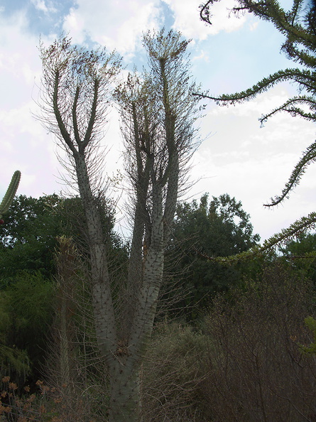 Fouquieria-columnaris-Boojum-Tree-Baja-CA-UC-Riverside-Bot-Gard-2012-08-17-IMG_2664.jpg