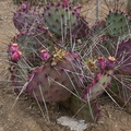 Opuntia-violacea-var-macrocentra-black-spined-prickly-pear-Mexico-UC-Riverside-Bot-Gard-2012-08-17-IMG_2669.jpg