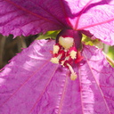 Dalechampia-dioscoreifolia-purple-wings-euphorb-Cent-Am-UCLA-Bot-Gard-2012-07-16-IMG 2254