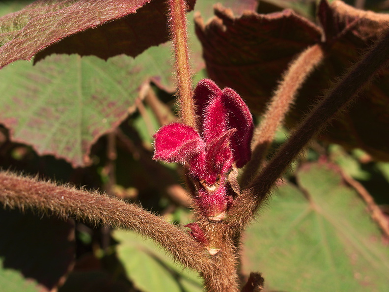 Dombeya-ianthotricha-young-red-leaves-UCLA-Bot-Gard-2013-01-08-IMG_3223.jpg