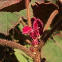 Dombeya-ianthotricha-young-red-leaves-UCLA-Bot-Gard-2013-01-08-IMG 3223