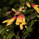 Justicia-rizzinii-orange-yellow-flowers-UCLA-Bot-Gard-2013-01-08-IMG 7195