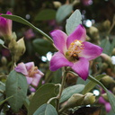 Lagunaria-patersonii-primrose-tree-NE-Australia-UCLA-Bot-Gard-2012-07-16-IMG 2241