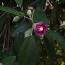 Lagunaria-patersonii-primrose-tree-NE-Australia-UCLA-Bot-Gard-2012-07-16-IMG 2244