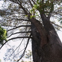 Pinus-torreyana-Torrey-pine-UCLA-Bot-Gard-2012-07-16-IMG 2273