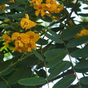 Tipuana-tipu-yellow-legume-tree-S-Am-UCLA-Bot-Gard-2012-07-16-IMG 2246