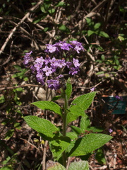 purple-flowered-indet-herb-heliotrope-with-bee-UCLA-Bot-Gard-2012-07-16-IMG 2270