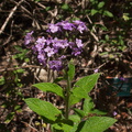 purple-flowered-indet-herb-heliotrope-with-bee-UCLA-Bot-Gard-2012-07-16-IMG_2270.jpg