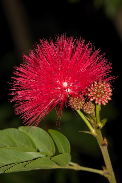 red-flowered-fairyduster-tree-UCLA-Bot-Gard-2013-01-08-IMG_7184.jpg