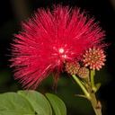 red-flowered-fairyduster-tree-UCLA-Bot-Gard-2013-01-08-IMG 7184