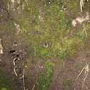 Phaeoceros-hornwort-Peziza-brown-cup-fungus-moss-community-Satwiwa-waterfall-trail-Santa-Monica-Mts-2011-02-08-IMG 7061