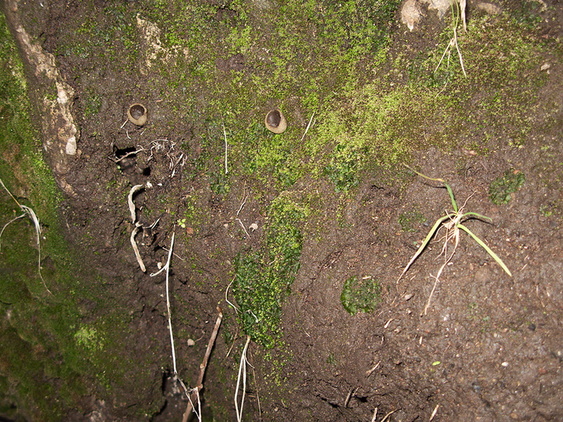 Phaeoceros-hornwort-Peziza-brown-cup-fungus-moss-community-Satwiwa-waterfall-trail-Santa-Monica-Mts-2011-02-08-IMG_7062.jpg