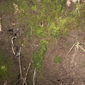 Phaeoceros-hornwort-Peziza-brown-cup-fungus-moss-community-Satwiwa-waterfall-trail-Santa-Monica-Mts-2011-02-08-IMG_7062.jpg