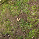 Phaeoceros-hornwort-Peziza-brown-cup-fungus-moss-community-Satwiwa-waterfall-trail-Santa-Monica-Mts-2011-02-08-IMG 7066