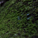Phaeoceros-hornwort-vegetative-among-moss-Satwiwa-waterfall-trail-Santa-Monica-Mts-2011-02-08-IMG 7057
