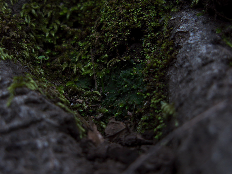 Phaeoceros-hornwort-vegetative-among-moss-Satwiwa-waterfall-trail-Santa-Monica-Mts-2011-02-08-IMG_7058.jpg