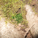 Phaeoceros-hornwort-vegetative-among-moss-Satwiwa-waterfall-trail-Santa-Monica-Mts-2011-02-08-IMG 7059