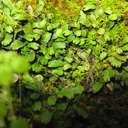 Fossombronia-sp-thallose-liverwort-vernal-pools-Santa-Rosa-Reserve-2011-03-16-IMG 7275