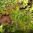 Fossombronia-sp-thallose-liverwort-vernal-pools-Santa-Rosa-Reserve-2011-03-16-IMG 7276