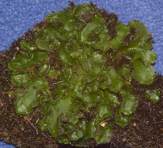 Pellia-epiphylla-Metzgeriales-liverwort-NW-Pacific-Coast-MRiley-2012-03-22-IMG_4613.jpg