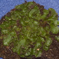 Pellia-epiphylla-Metzgeriales-liverwort-NW-Pacific-Coast-MRiley-2012-03-22-IMG 4613