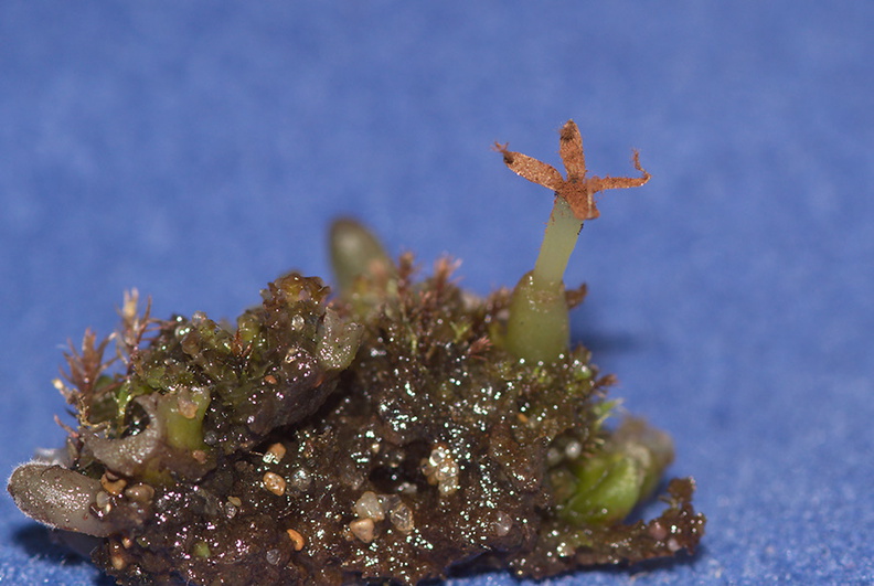 Pellia-epiphylla-Metzgeriales-liverwort-NW-Pacific-Coast-MRiley-2012-03-22-IMG_4616.jpg