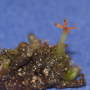 Pellia-epiphylla-Metzgeriales-liverwort-NW-Pacific-Coast-MRiley-2012-03-22-IMG 4616