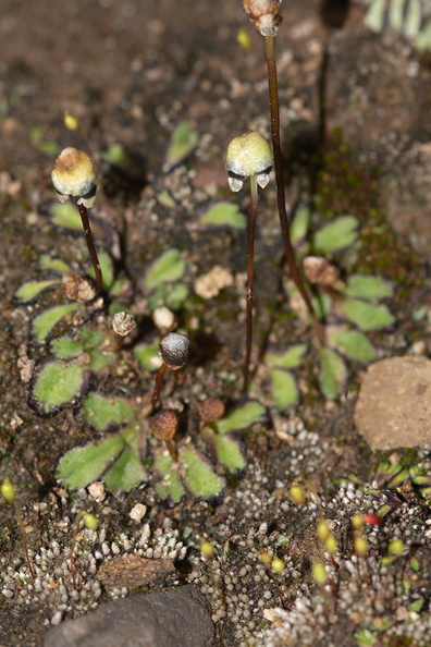 carpocephala-thallose-liverwort-Sage-Ranch-Santa-Susana-2011-04-08-IMG_1957.jpg