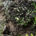 carpocephala-thallose-liverwort-Sage-Ranch-Santa-Susana-2011-04-08-IMG_7565.jpg