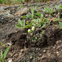 carpocephala-thallose-liverwort-Sage-Ranch-Santa-Susana-2011-04-08-IMG 7566