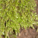 foliose-liverwort-Satwiwa-waterfall-trail-2011-03-29-IMG 1904