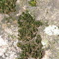 foliose-liverwort-Satwiwa-waterfall-trail-2011-03-29-IMG_1906.jpg
